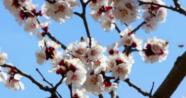 Bal arısı beyaz çiçek üzerinde