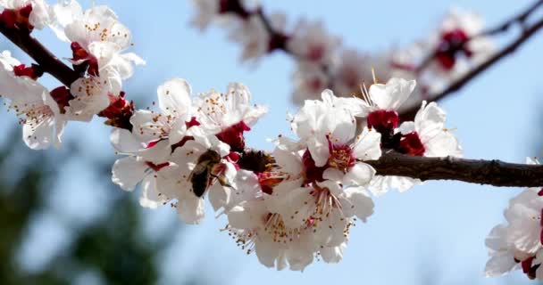 Včela na bílém květu — Stock video
