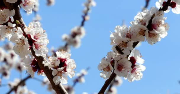 Abelha de mel em flor branca — Vídeo de Stock