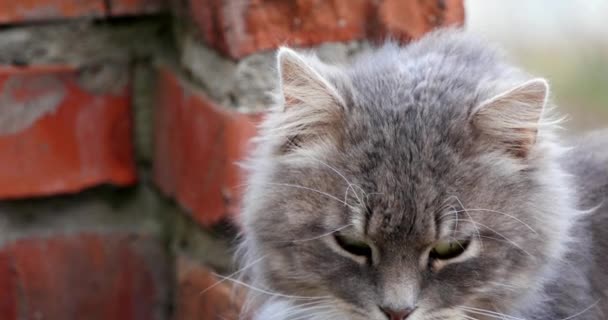 Mynningen på en katt — Stockvideo