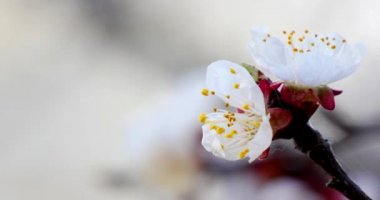 Beyaz çiçekli ağaç dalı