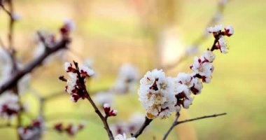 Beyaz çiçekli ağaç dalı