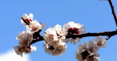 Beyaz çiçekli ağaç dalı