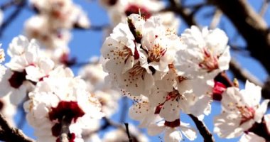 Beyaz çiçekli ağaç dalı