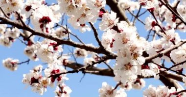 Beyaz çiçekli ağaç dalı