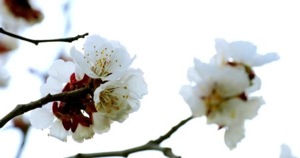 Rama de árboles con flores blancas — Vídeos de Stock