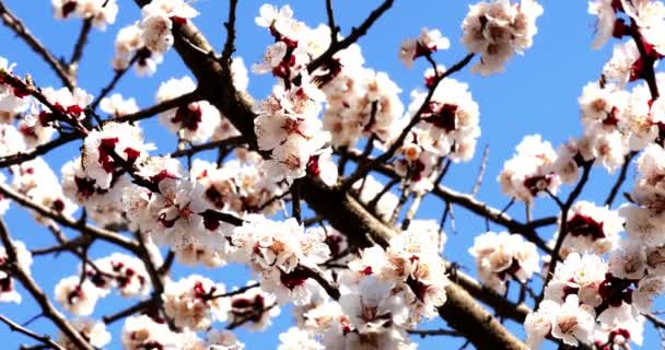 Rama de árboles con flores blancas — Vídeos de Stock