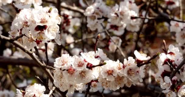 Ramo de árvore com flores brancas — Vídeo de Stock
