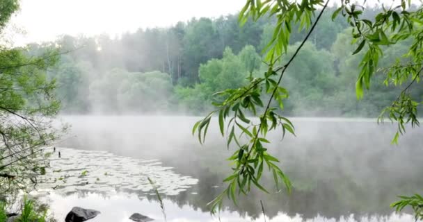 Pesca en el río con niebla — Vídeo de stock