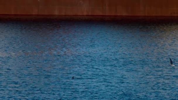 Paisagem aquática e natação de dofina — Vídeo de Stock