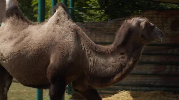 Kamelens huvud med öppen mus och ögon — Stockvideo