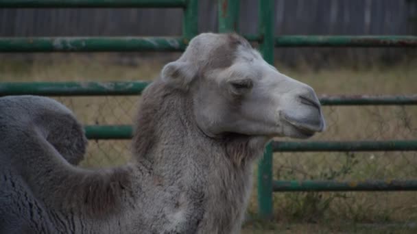 Голова верблюда с открытыми мышками и глазами — стоковое видео
