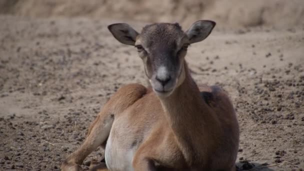 Muflone europeo Ovis orientalis musimon — Video Stock