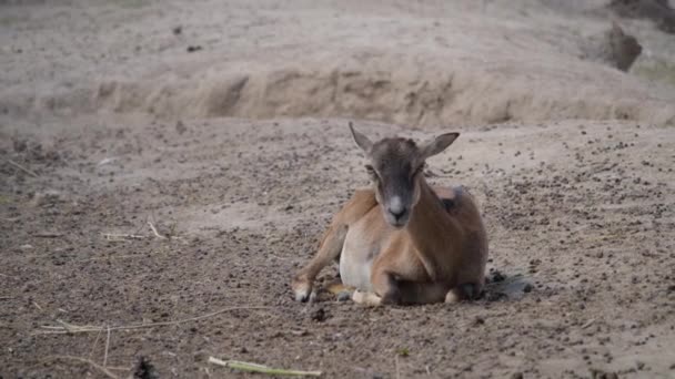 Європейський муфлон Ovis orientalis musimon — стокове відео