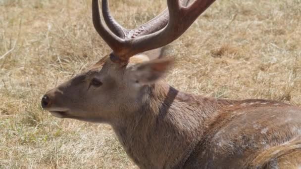 Sika Deer Buck in field — стоковое видео