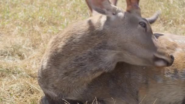 Sika Deer Buck in field — стоковое видео