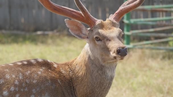 Sika Deer buck in field — 图库视频影像