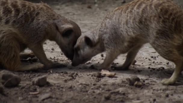 Člen rodiny Meerkat — Stock video