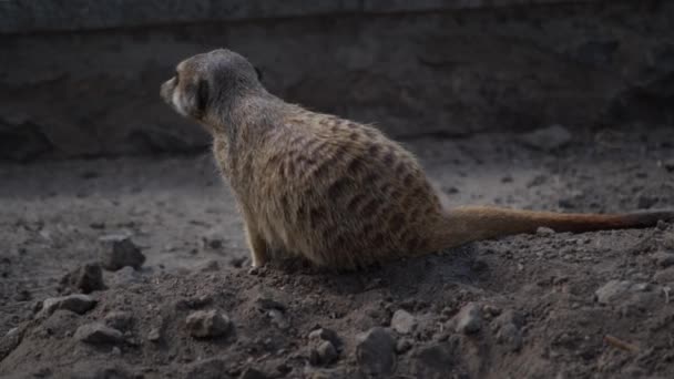 Miembro de la familia Meerkat — Vídeo de stock