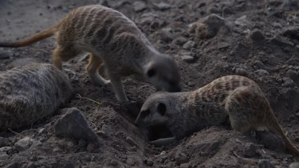 Člen rodiny Meerkat — Stock video