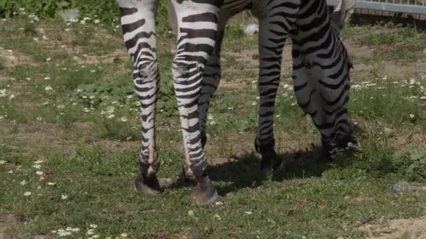 Зебра копытное животное странное — стоковое видео