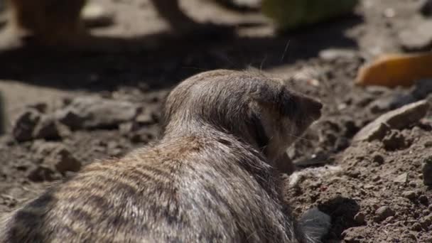 Miembro de la familia Meerkat — Vídeos de Stock