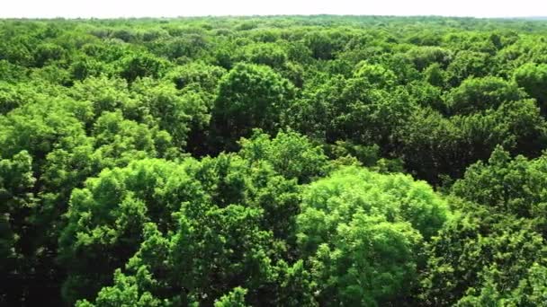 Vista aerea sulla foresta durante l'estate — Video Stock