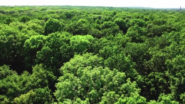 Uitzicht op het bos vanuit de lucht in de zomer — Stockvideo