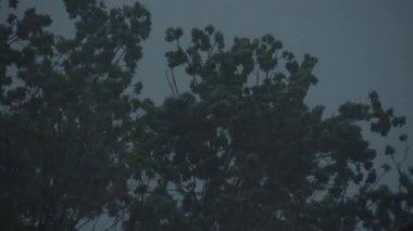 Ağaçları kaplayan sert yağmur