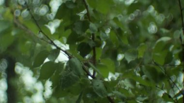 Ağaçları kaplayan sert yağmur