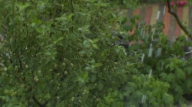 Ağaçları kaplayan sert yağmur