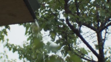 Ağaçları kaplayan sert yağmur