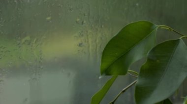 Yağmur damlaları doğal bir düzen yarattı.