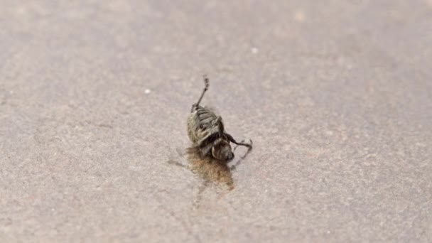 Escarabajo Negro se encuentra en su espalda — Vídeos de Stock