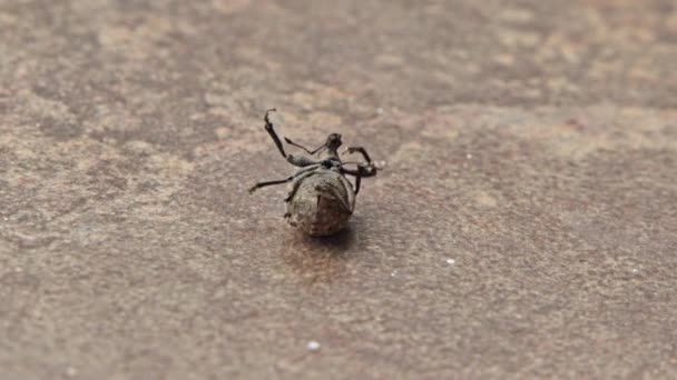 Schwarzer Käfer liegt auf dem Rücken — Stockvideo