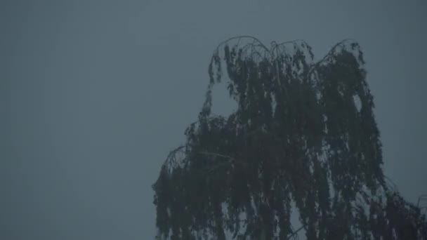 Chuva dura cobrindo árvores — Vídeo de Stock
