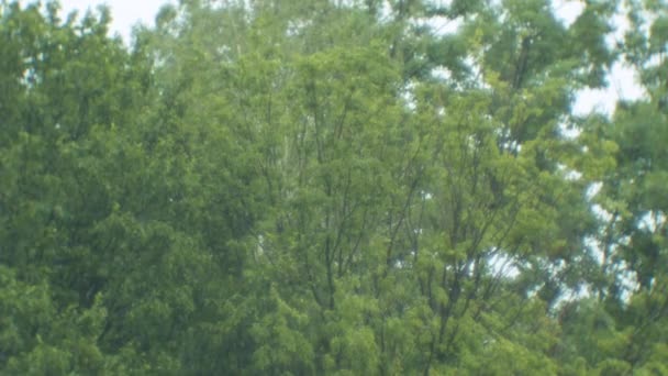 Lluvia dura cubriendo árboles — Vídeos de Stock