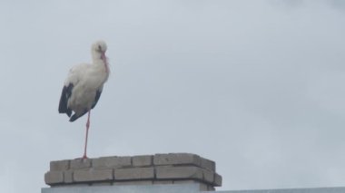 Crane ailesi çatıda.
