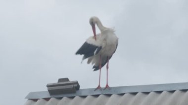 Crane ailesi çatıda.