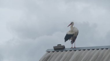 Crane ailesi çatıda.