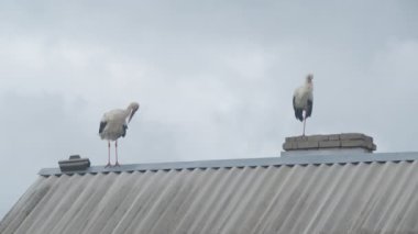Crane ailesi çatıda.