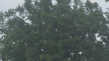 Ağaçları kaplayan sert yağmur