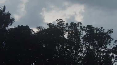 Ağaçları kaplayan sert yağmur