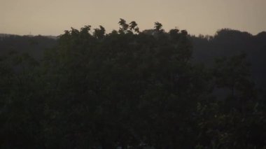 Ağaçları kaplayan sert yağmur