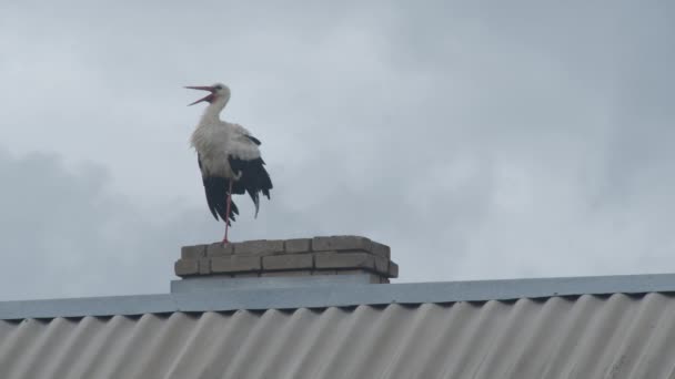 Keluarga Crane di atap — Stok Video