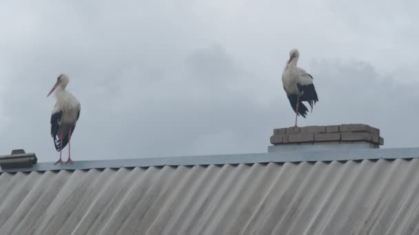 Keluarga Crane di atap — Stok Video