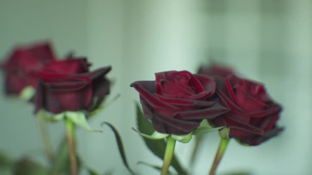 Červená růže pozadí — Stock video