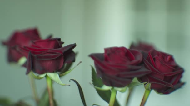 Czerwona róża tło — Wideo stockowe