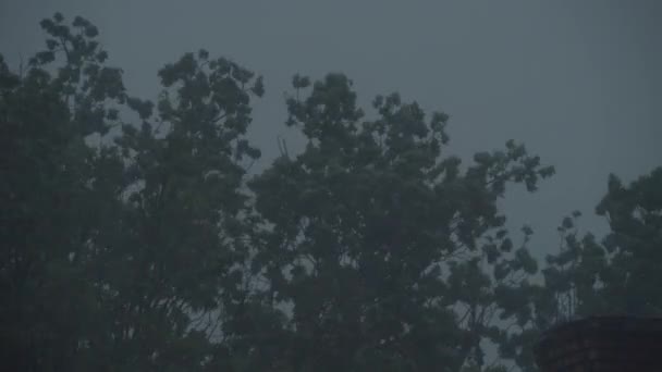 Hard rain covering trees — Stock Video