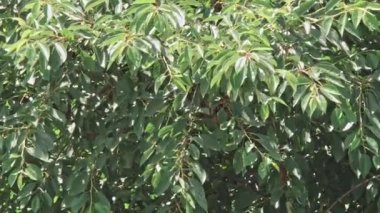 Ağaçtaki Arı Sürüsü